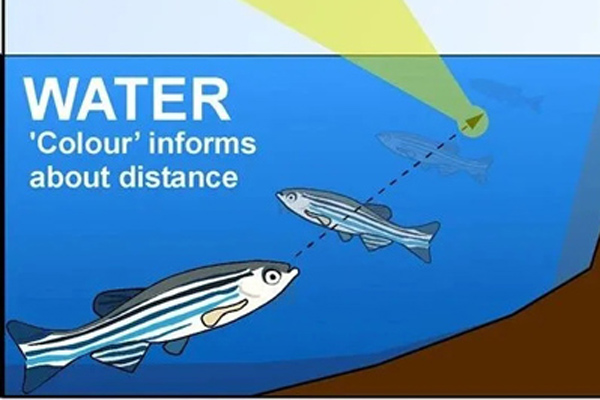 2025年这些斑马鱼研究突破，正引领科学研究新浪潮！